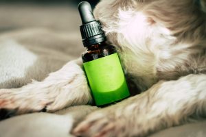 cbd animaux